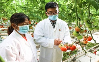 番茄智能科技 “大科技”赋能“小番茄”，温州智能工厂樱桃番茄新鲜上市