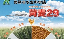 广东润柏科技 通讯中国农作物新品种助力巴基斯坦农业升级